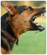 chien avec problème de comportement